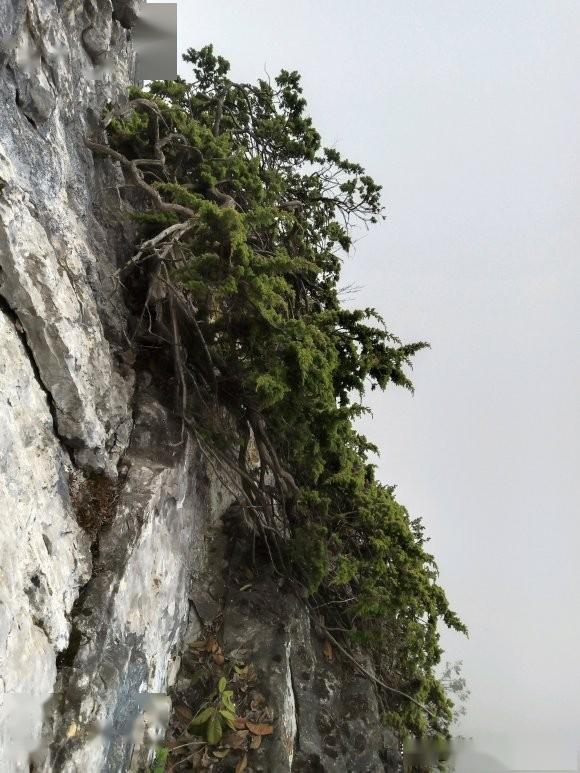 悬崖上的原生真柏值得一挖吗