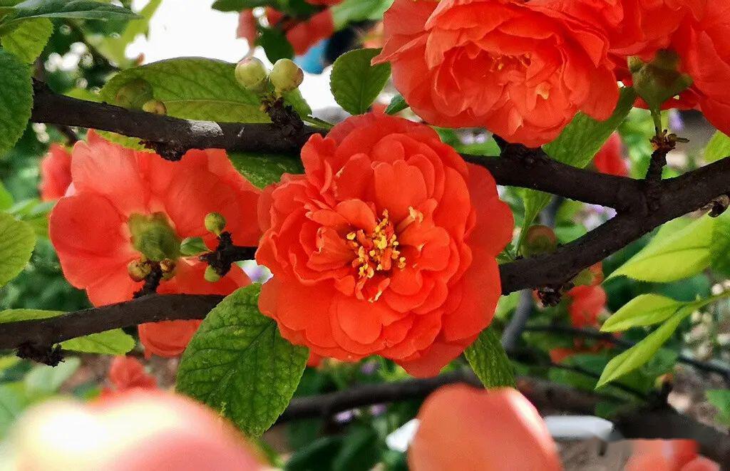 有种海棠叫木瓜