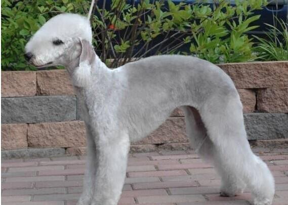 掉毛贼少的10种狗狗网友再也不怕衣服沾满狗毛了