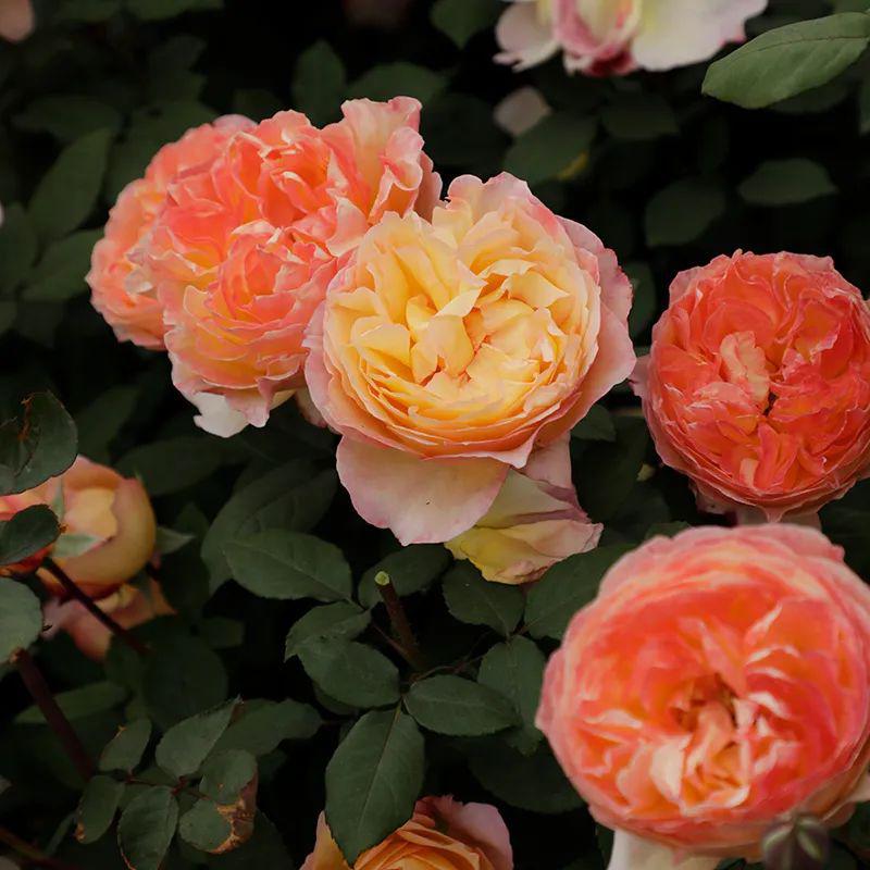 掉马甲现场余晖蔻丹