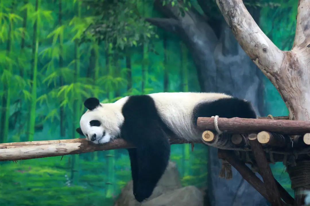 日常瞌睡爱好者 大熊猫:"请把我从