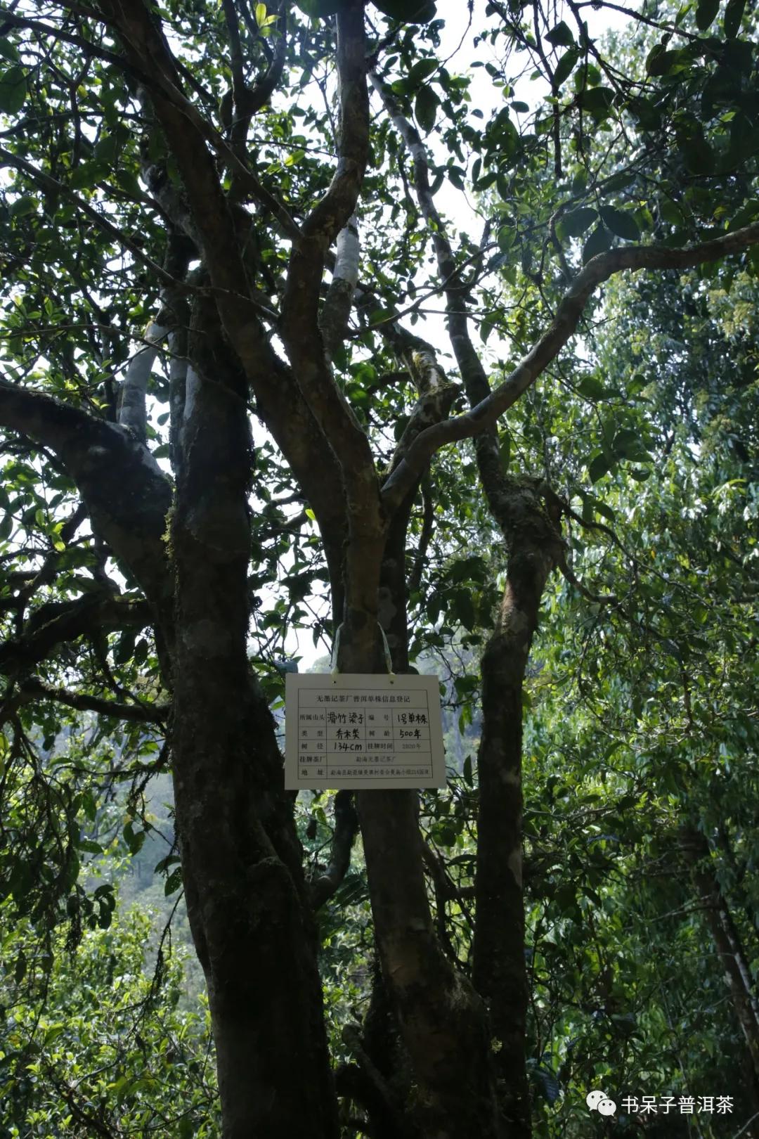 大器滑竹梁子承受失败也是做茶的一部分