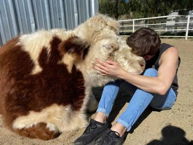 動物和人類之間的溫暖和諧畫面讓人感動