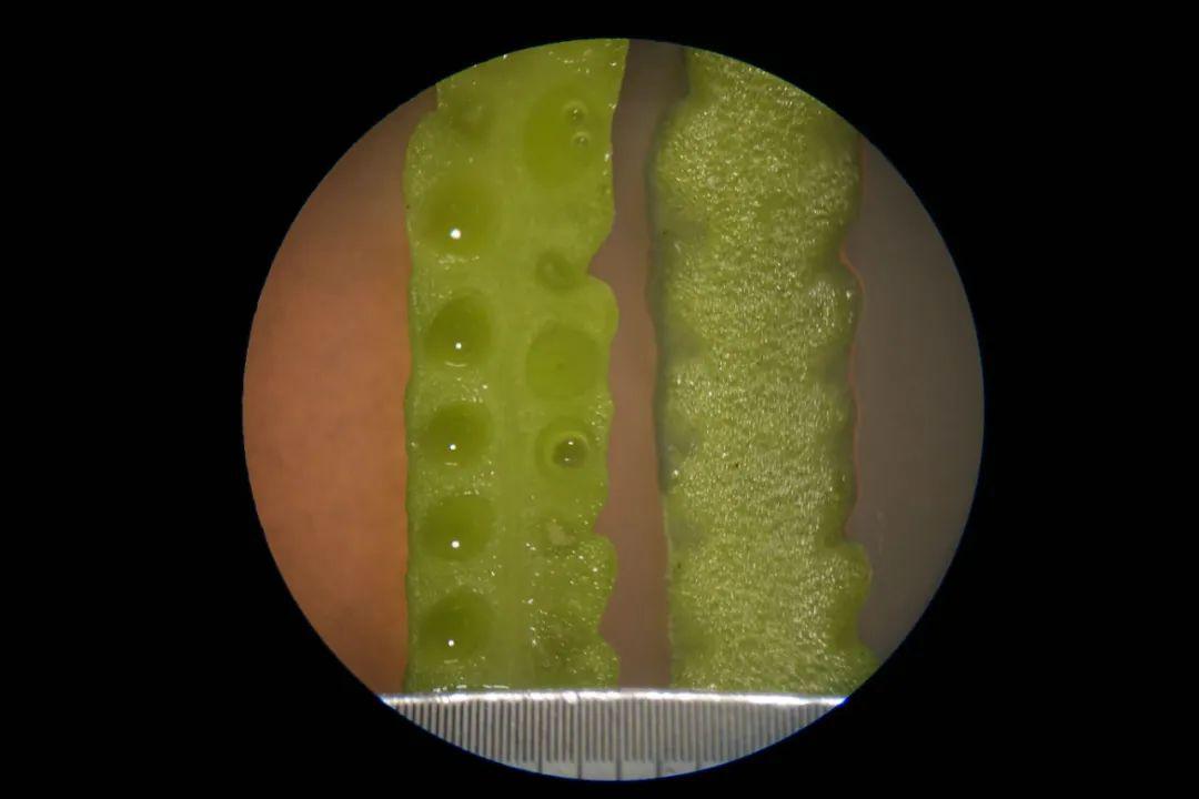 木贼孢子囊图片