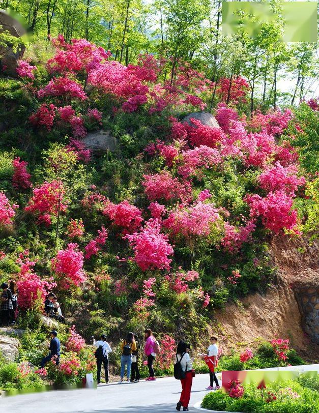 4月1825日汝阳西泰山杜鹃花节盛大开幕惊艳快看一天休闲游