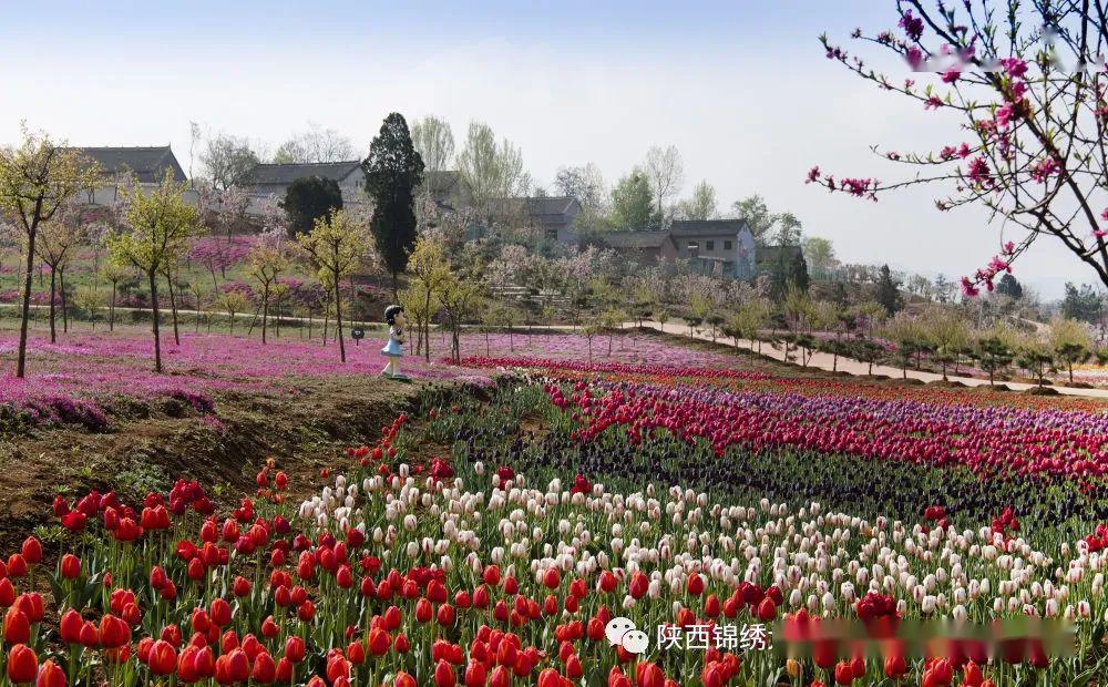 4月11日,洛南县锦绣大地花博园内郁金香盛开