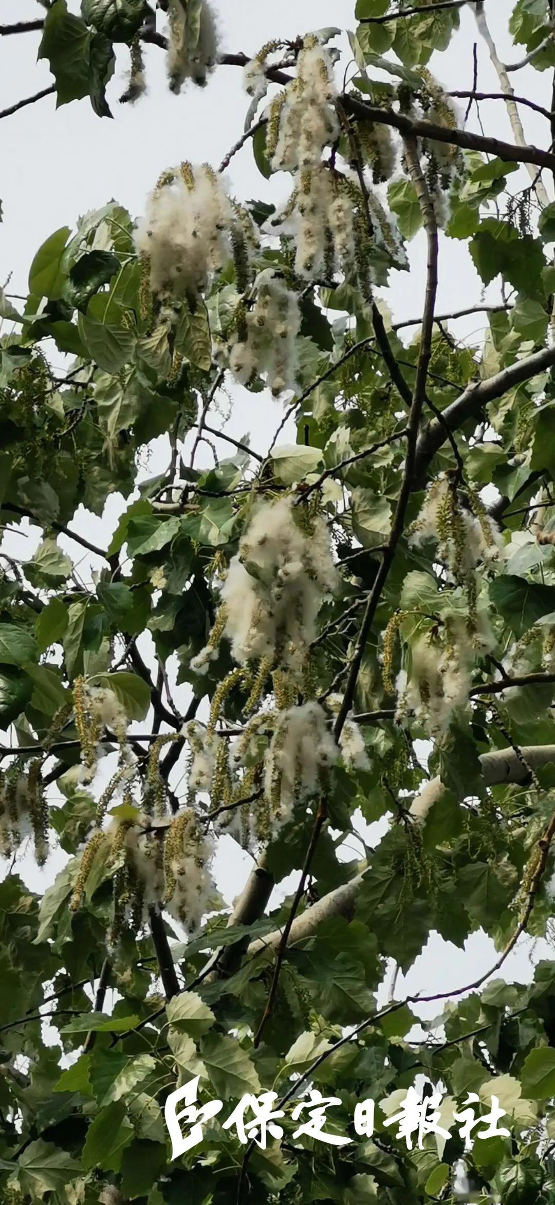 杨絮满天飞