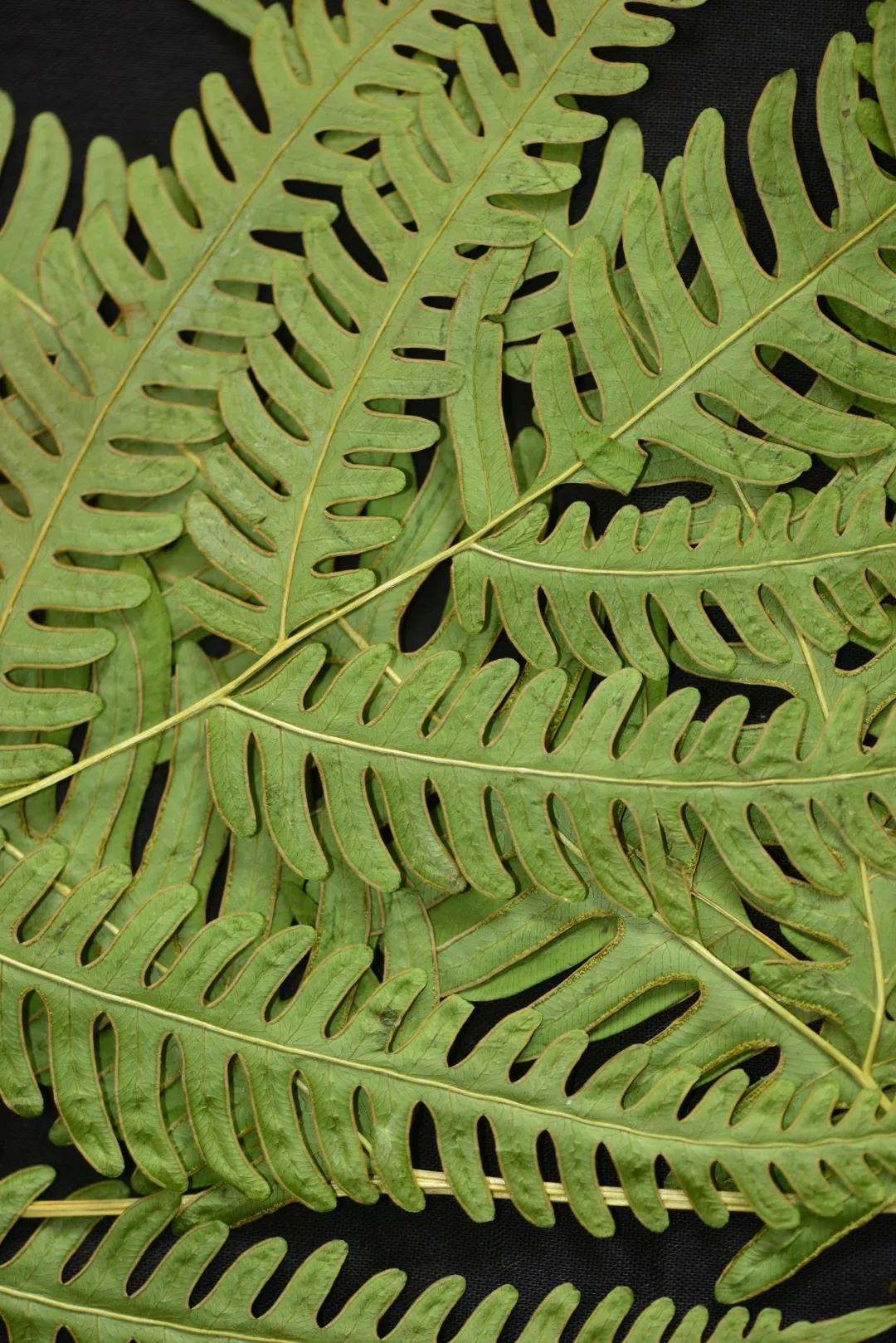 万物共生的桃花源:揭秘云南勐海的多彩风貌 | 荐展no.78_植物