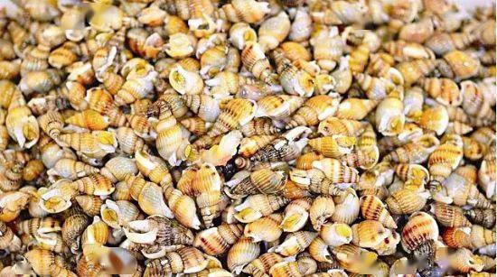 【俗称】海丝螺,海狮螺,麦螺,白螺,割香螺,小黄螺,甲锥螺,织纹螺