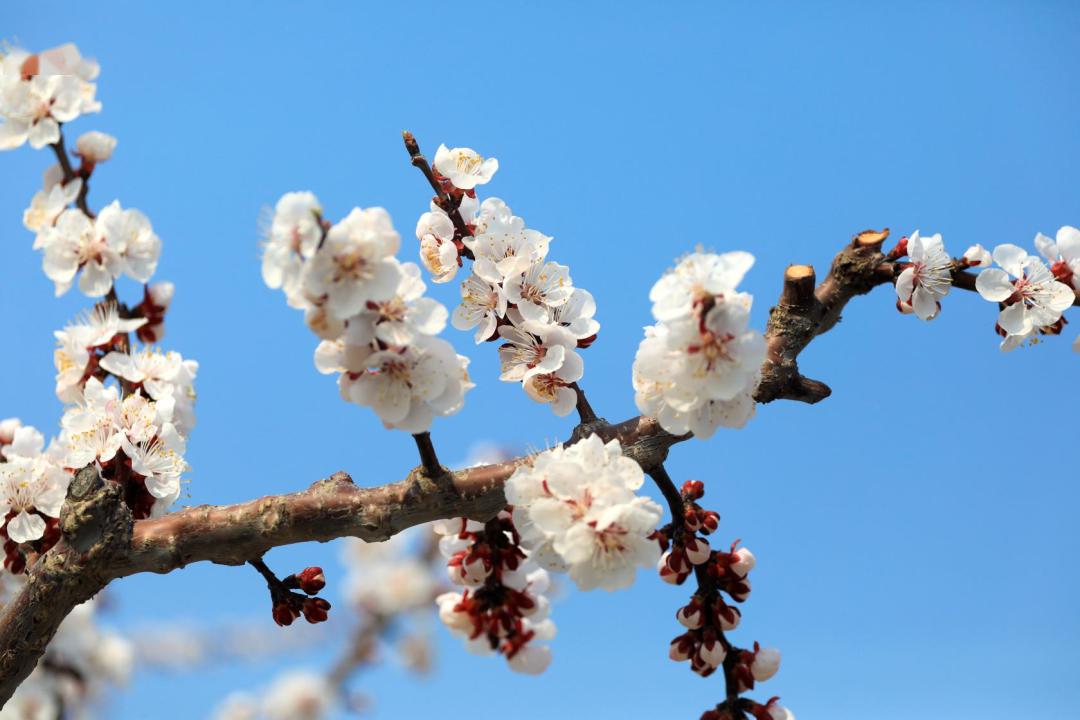 一夜春风大孤山千株杏梅花开30张图看醉了