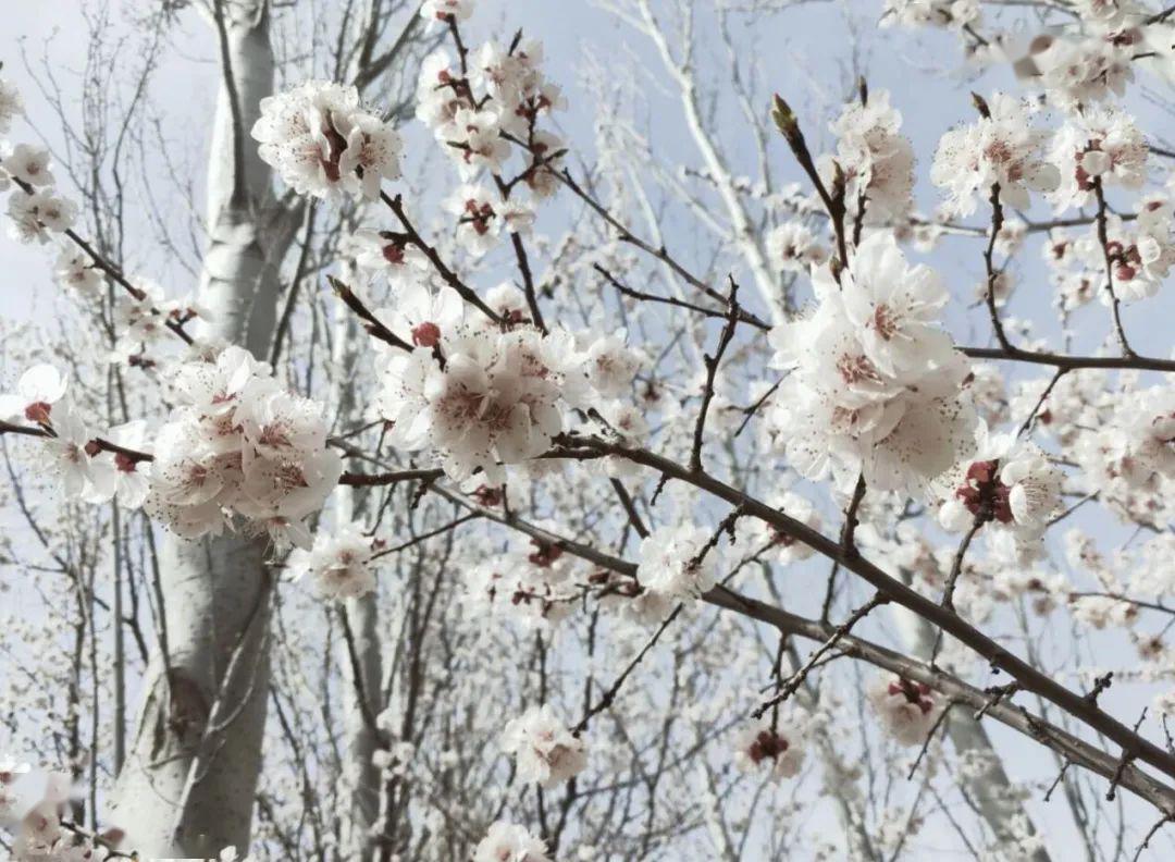 週末一起去群科賞杏花吧_青海