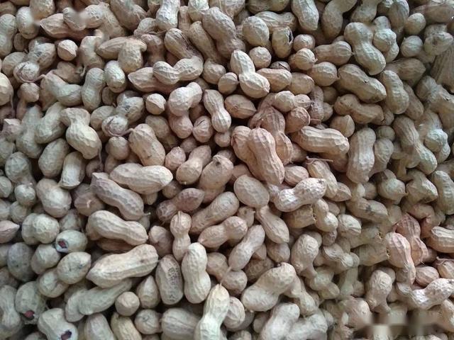 超高产高油花生新品种花育25平均亩产675公斤最高可达800公斤