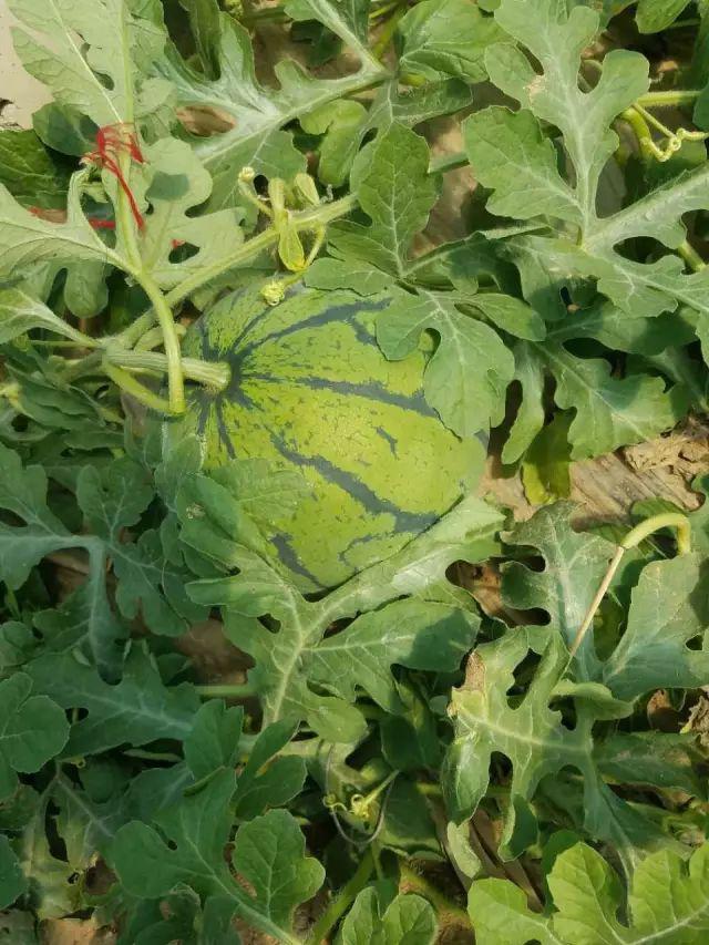 佳和南王店西瓜热卖模式开启