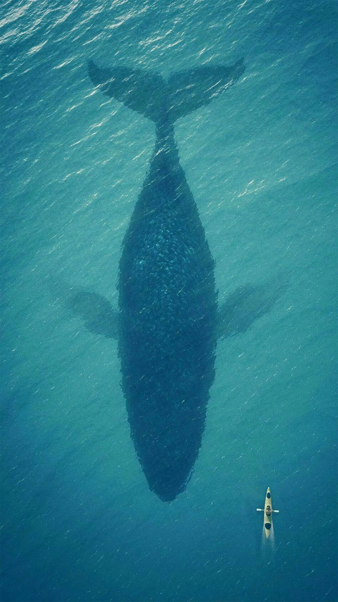 一鯨落萬物生中國南海首次發現這種既悽美又偉大的海洋葬禮