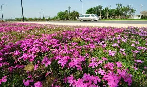 常州嘉泽镇花海大道↓例如通往拉萨的绵延长路