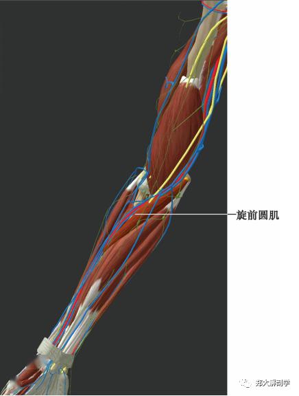 旋前圆肌位置图片图片