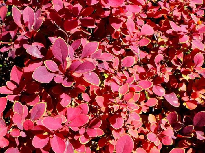 紫叶小檗(bò),别名:红叶小檗,小檗科,小檗属.