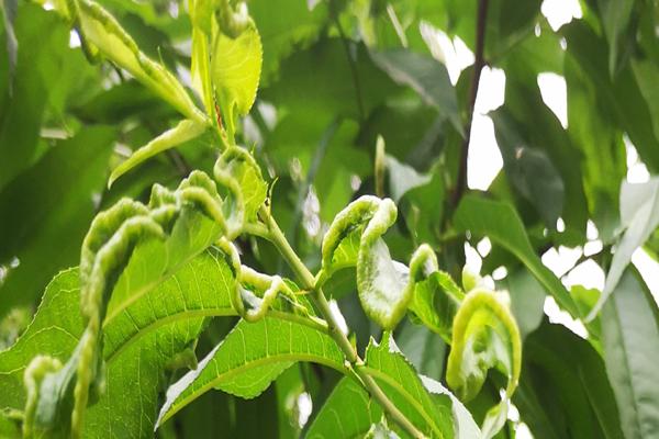 桃树的叶片卷成这样可别当成缩叶病防治这完全是害虫所导致