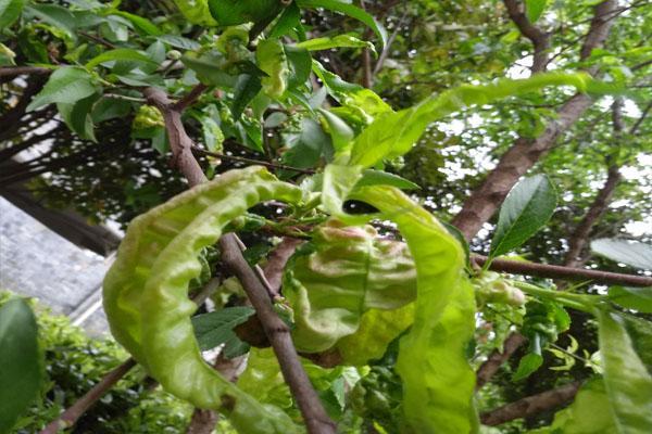 桃树的叶片卷成这样,可别当成缩叶病防治,这完全是害虫所导致_症状