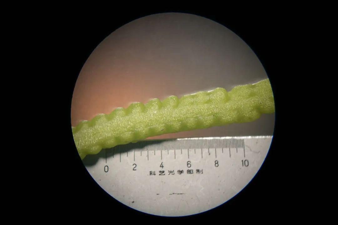 木贼孢子囊图片