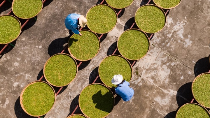 2020年4月12日,湖北省十堰市竹山县得胜镇圣水村茶园,村民在采摘