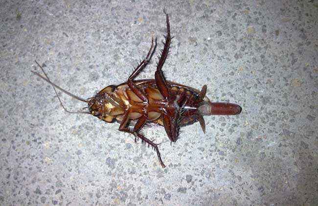 蟑螂一般喜欢躲在什么地方