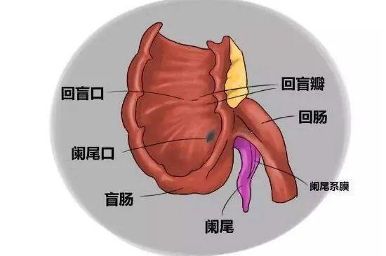 人体解剖阑尾的位置图片
