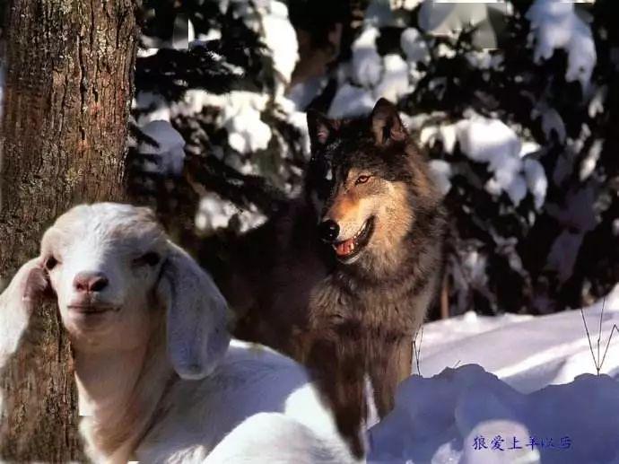 狼要吃羊.很短一个故事,却看穿了许多人