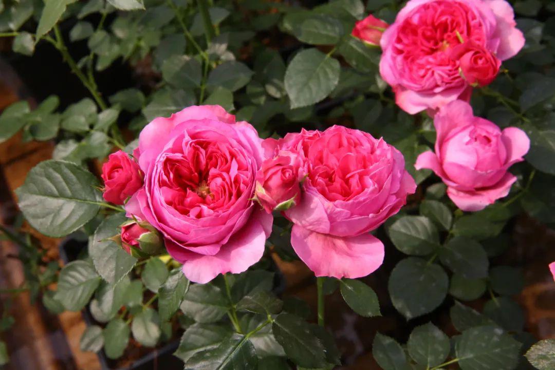 掉马甲现场余晖蔻丹