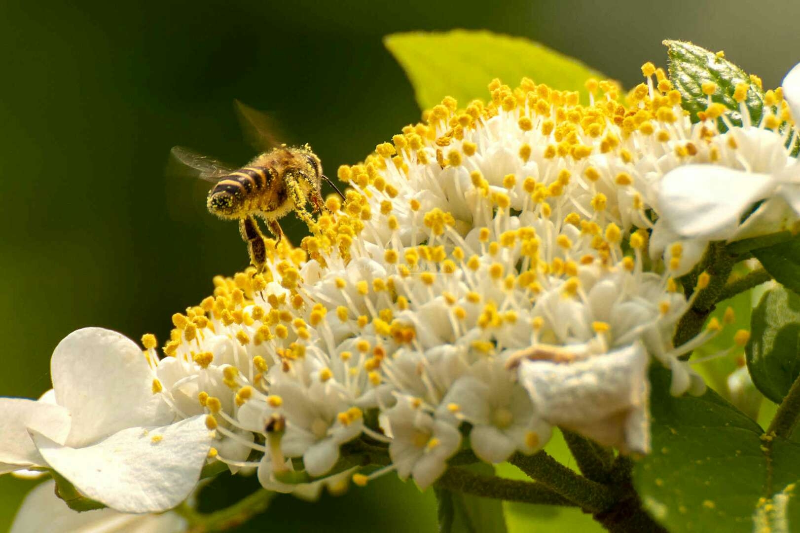 近距离偷拍贪吃小蜜蜂浑身沾满花粉飞不动了