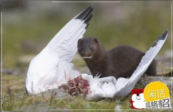 在毛皮动物"三巨头"狐貉貂的妊娠期管理中,如果在妊娠早中期过度减食