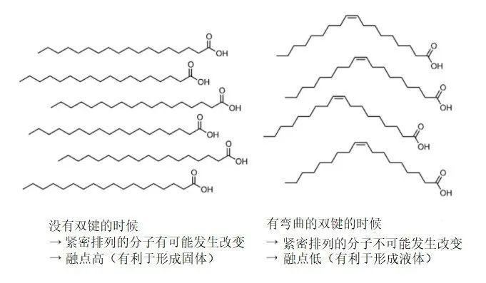 不同的是这种脂肪酸的碳链内部有能使碳链发生弯曲的碳-碳双键