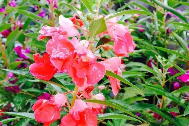 香港ida美发|40多岁白了很多头发,染发怕对身体不好