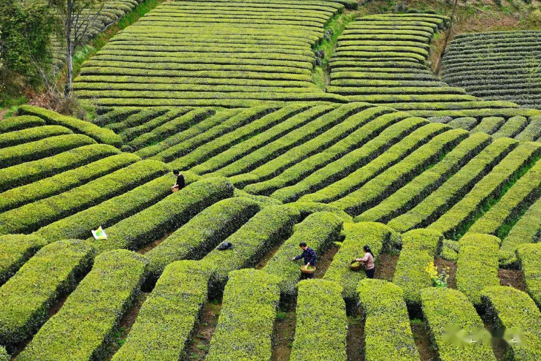 赏西乡茶园遍山吐翠尽展新姿巫鸿伟