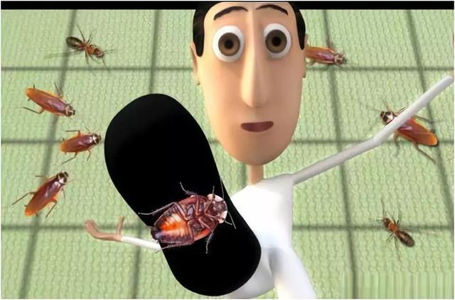 家庭杀蟑螂的几点误区你真的知道吗