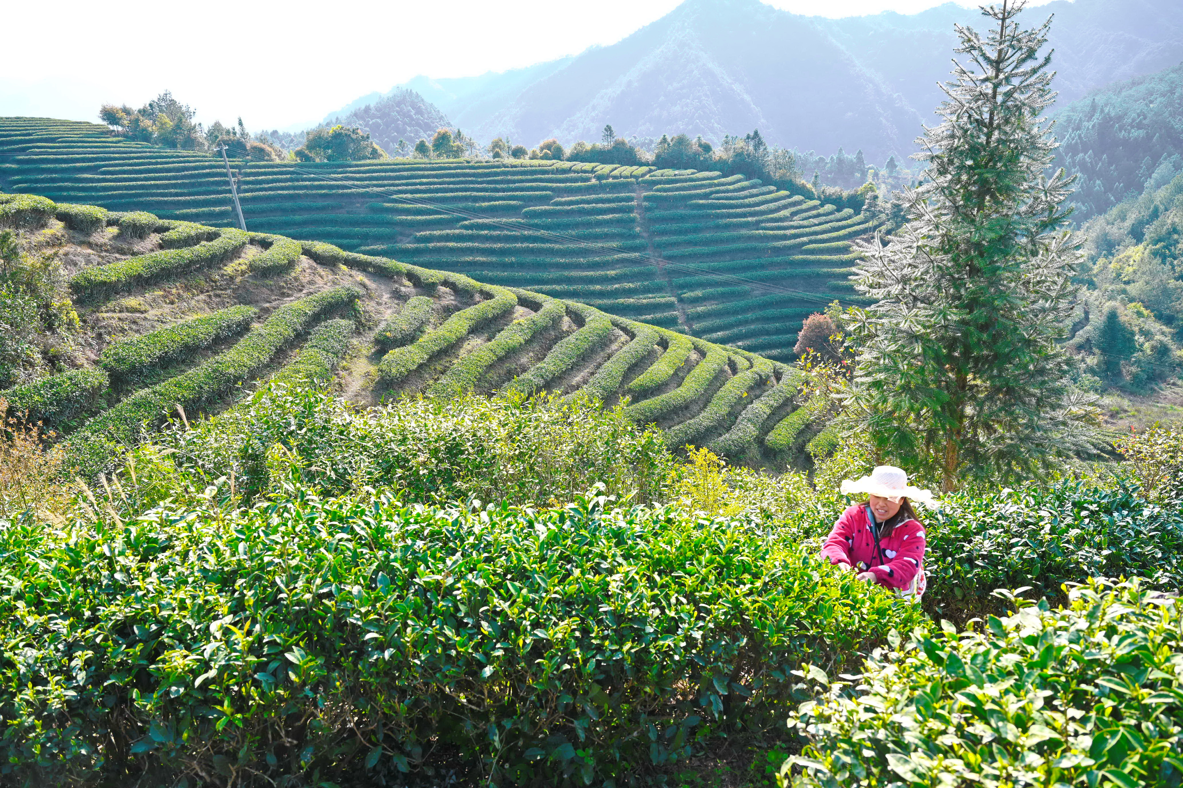 福建政和:茶产业助农民脱贫致富
