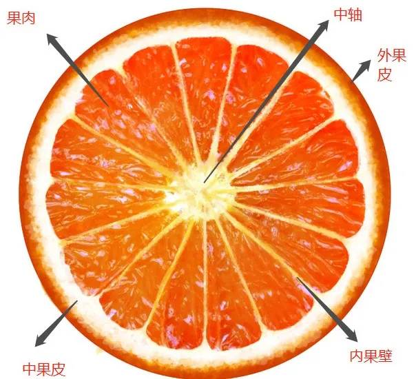 橘子有哪些组织构成图片