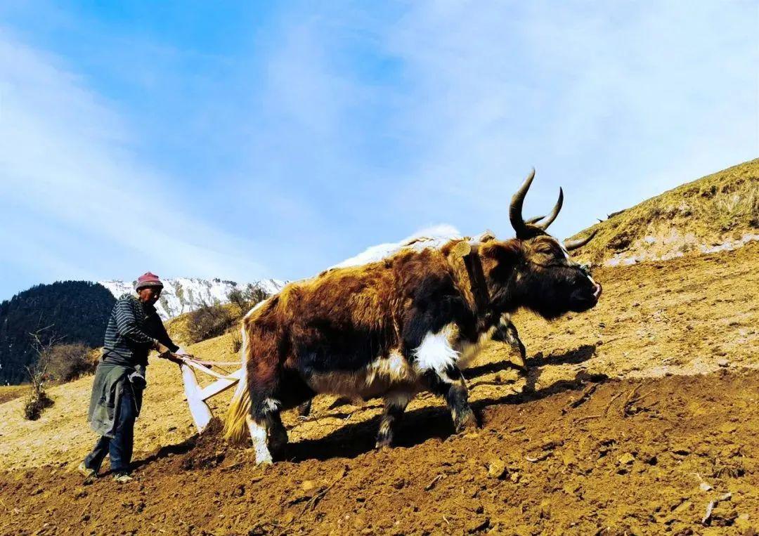 几乎是中国农耕文化中的活化石"二牛抬杠"——这种耕地场景历史悠久