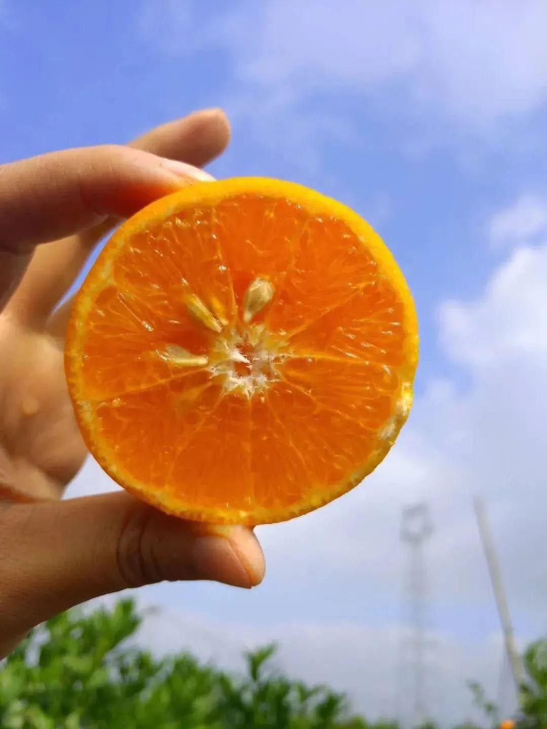 鲜嫩多汁诸暨这水果大量上市现在吃刚刚好