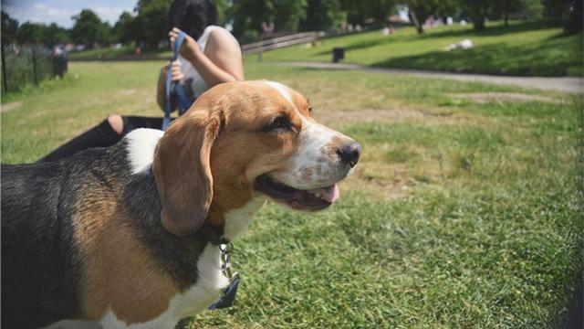 汪星人拼命甩尾巴?小动作蕴含6个大信息_狗狗