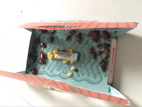 蟑螂屋使用方法也简单:按虚线将纸板折叠成"小屋",然后揭去复盖在胶板