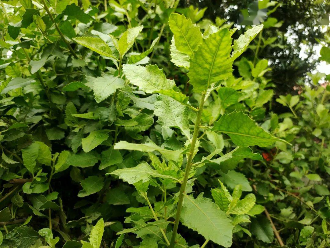 桃村街坊厨房丨传统九层栾樨糕你食咗没