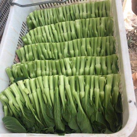 上海青黄金菜苔种子高产抗病菜心品种
