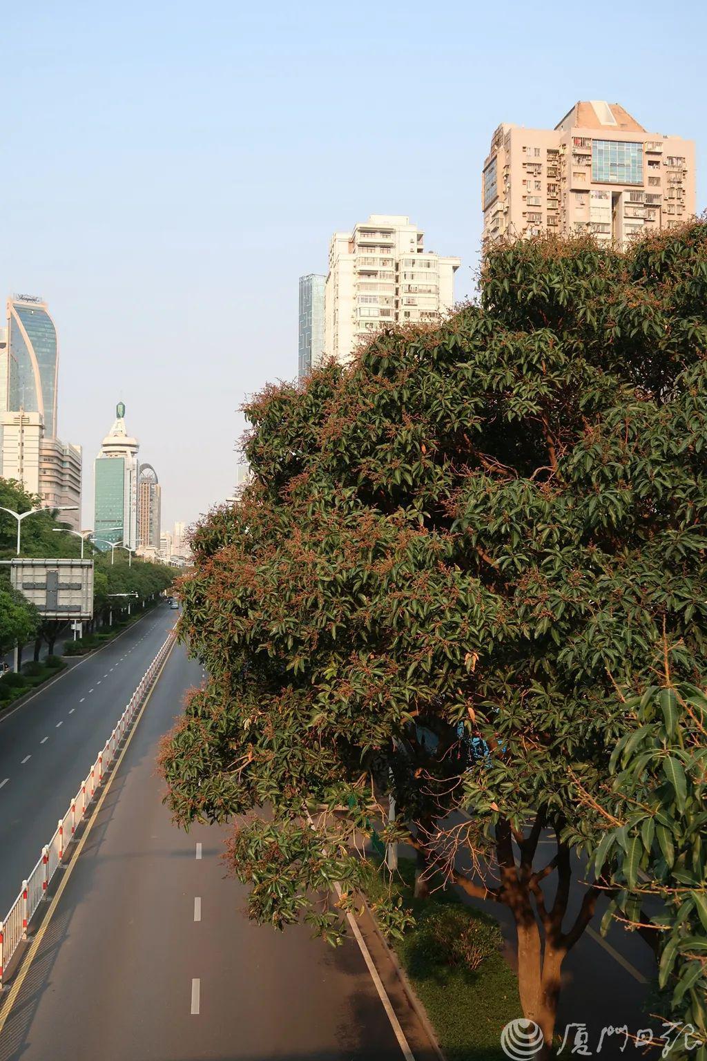 厦门人你的芒果宝宝已上线都是去年暖冬闹的周末可能热到30