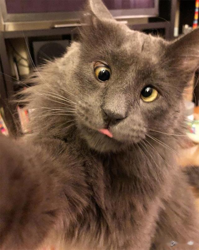 一只斗鸡眼的猫咪,看起来好逗啊