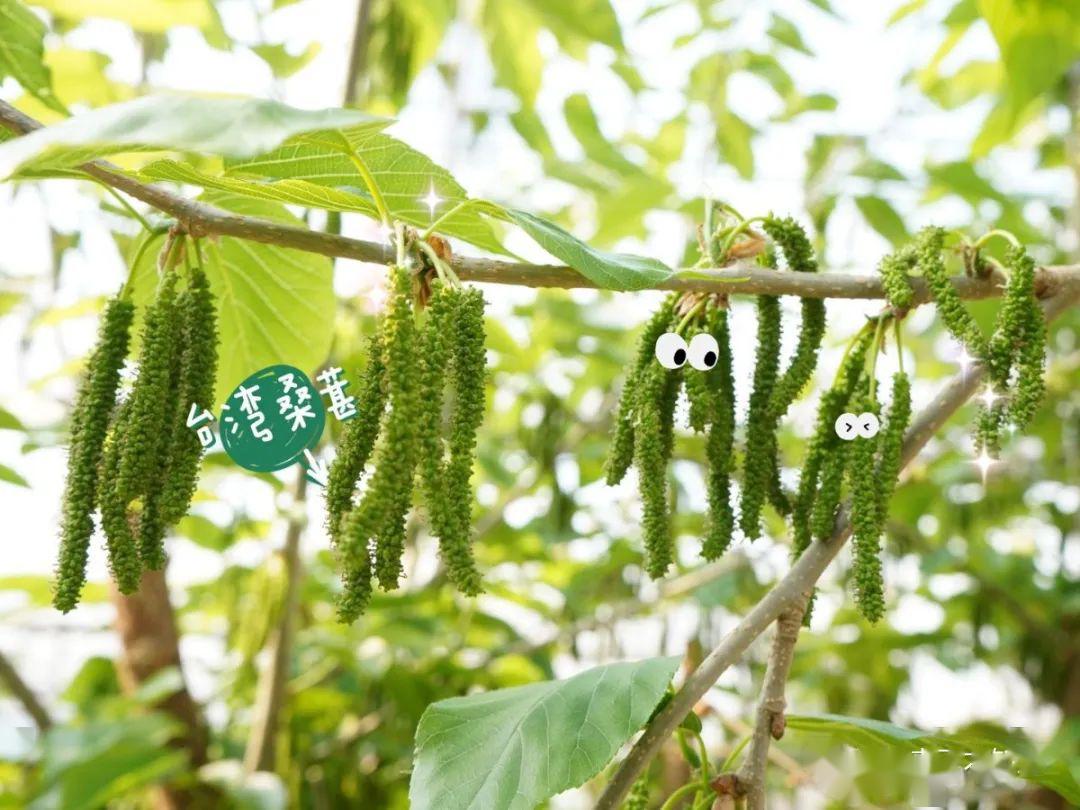 甜蜜来袭！食里果香·百果园桑果Plus即将上市_搜狐汽车_搜狐网