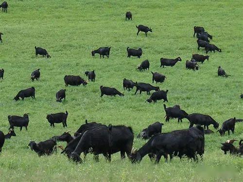 阳春河01司马村因一群群羊的到来打破了昔日的宁静