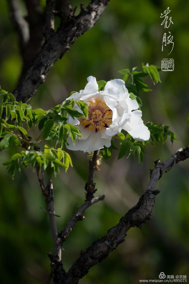 原创总领群芳花之王洛阳千年皇家园林百年牡丹花王盛开