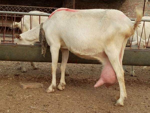 促进产奶的奶山羊的饲料_母羊