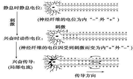 而神经元和神经元之间的传递这是通过神经递质.
